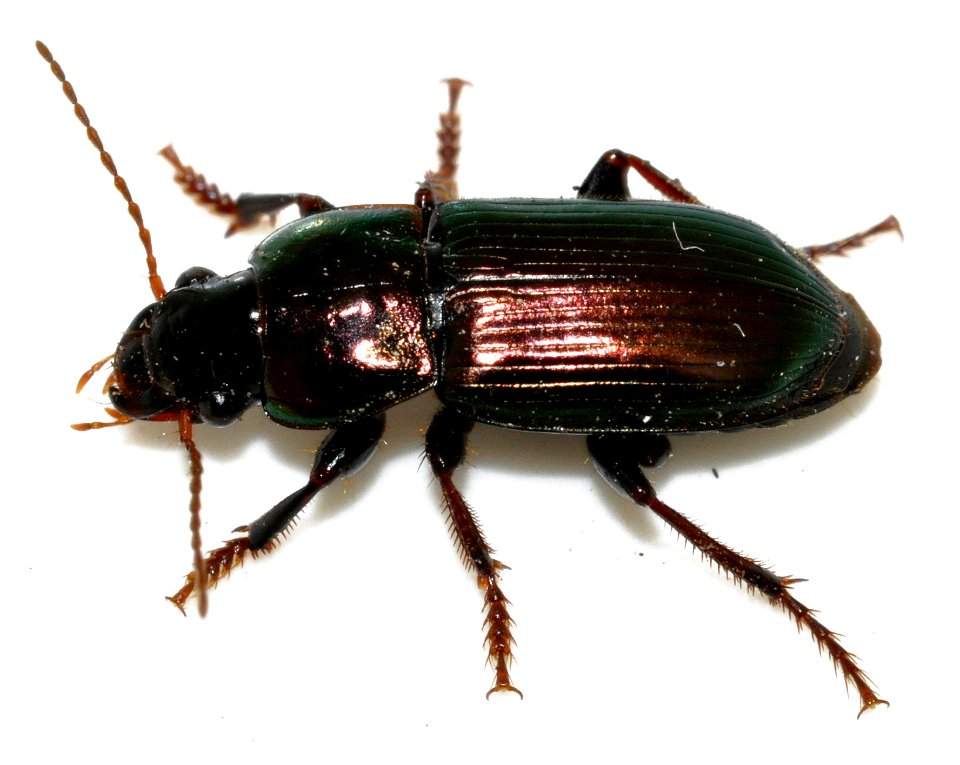 Harpalus-distinguendus-03-fws