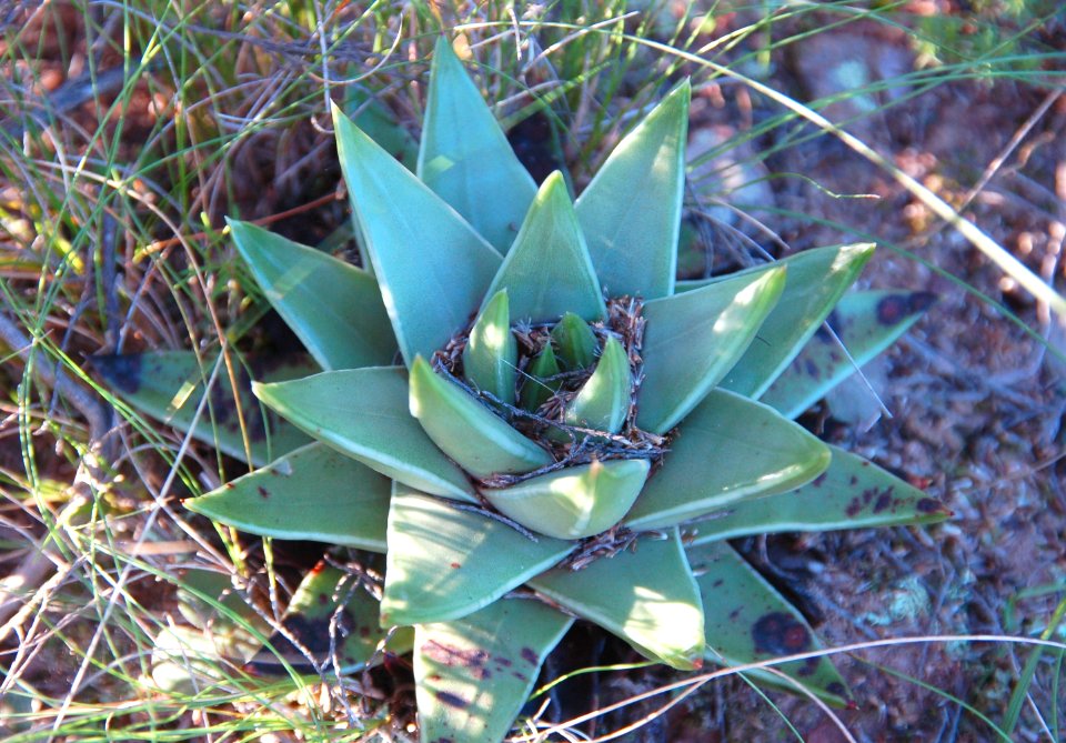 Haworthia marginata - Tulista Heidelberg RSA 2