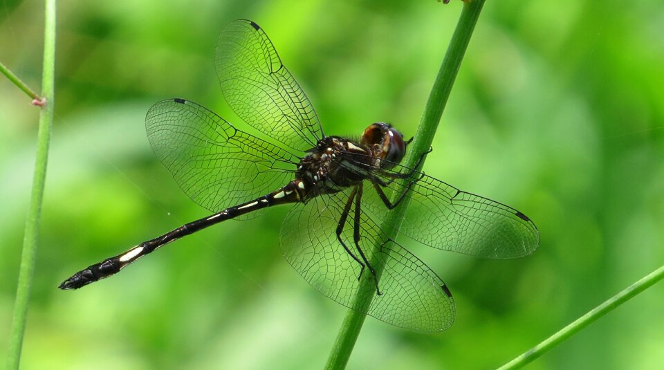 Insect dragonfly armenia