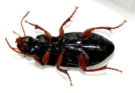 Harpalus-rubripes-09-fws
