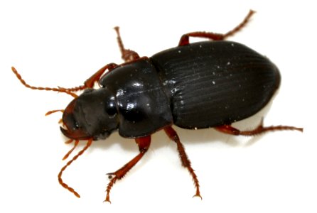 Harpalus-rubripes-13-fws