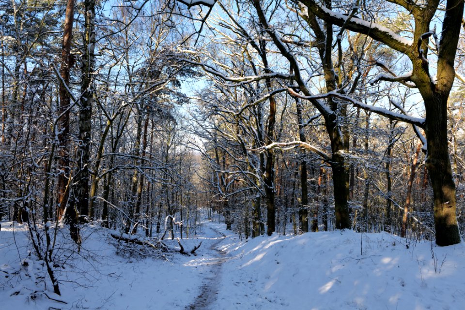 Havelberg Grunewald with snow 2021-01-31 47