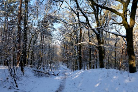 Havelberg Grunewald with snow 2021-01-31 47