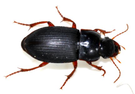 Harpalus-rubripes-15-fws