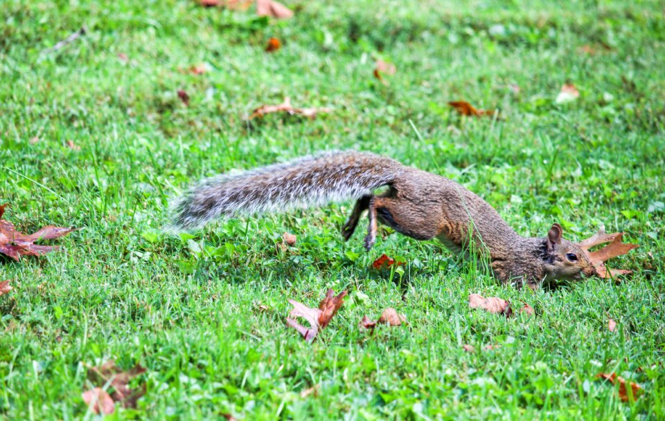 Animal outdoors squirrel