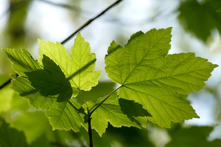 Nature growth plant