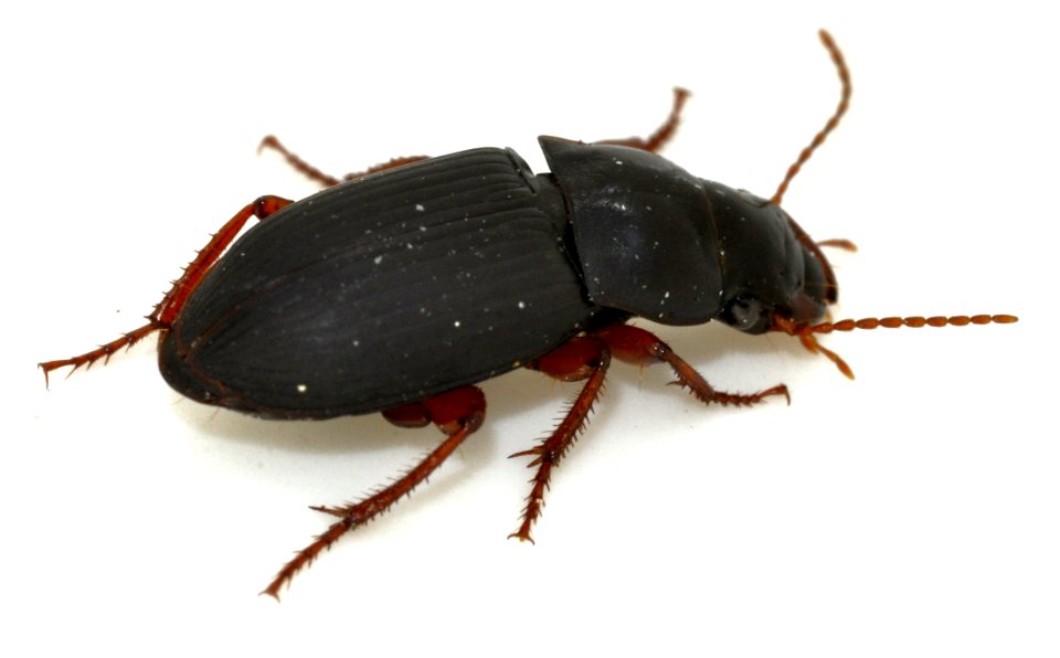 Harpalus-rubripes-14-fws