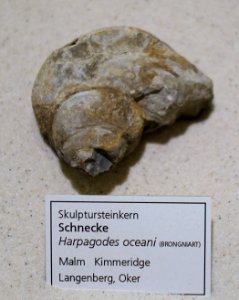 Harpagodes oceani - Naturhistorisches Museum, Braunschweig, Germany - DSC05263