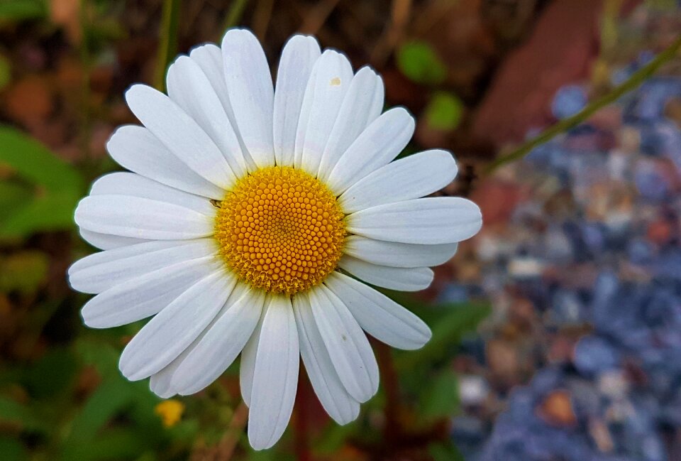 Floral summer natural