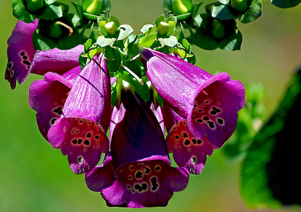 Plant garden flowers green