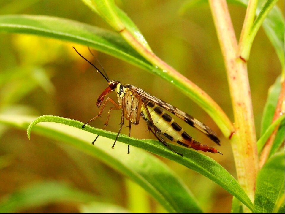 Closeup animals scorpionica total