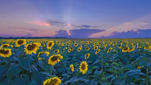 Flower sunflower bloom