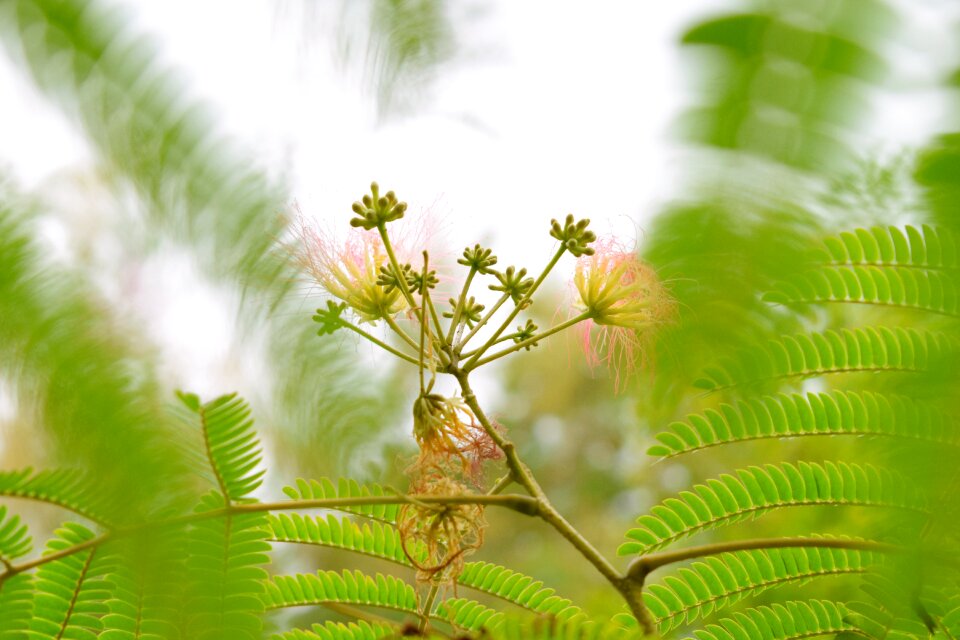 Green leaf grow