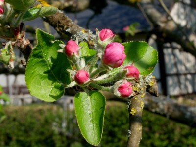 Haux Apfel Freilichtmuseum Roscheider Hof Knospen H4
