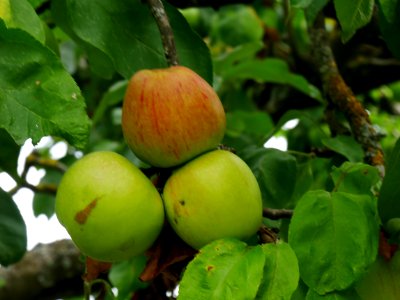 Haux Apfel Freilichtmuseum Roscheider Hof Frucht H3