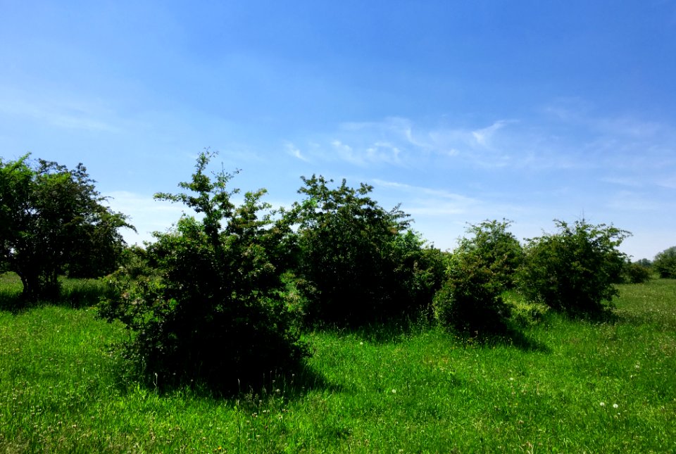 Hawthorn scrubland (Pruno-Crataegetum) in the Gendste Waard