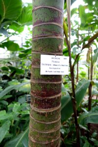 Howea forsteriana - Botanischer Garten - Heidelberg, Germany - DSC01164