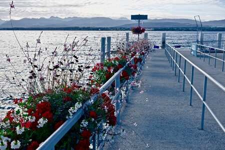 Blossoms water nature photo