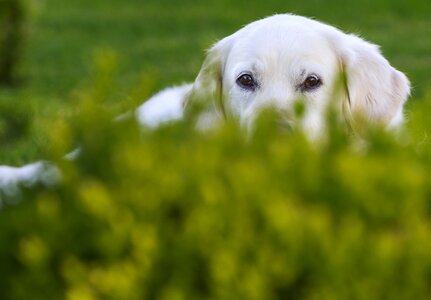 Meadow animal golden retriever