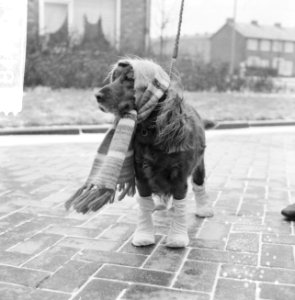 Honden, winter, kou, kleding, Bestanddeelnr 918-4700