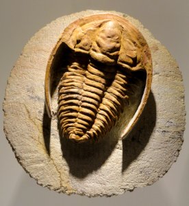 Hamatolenus (Myopsolenus) sp., Middle Cambrian, Jbel Ougnate, Morocco - Houston Museum of Natural Science - DSC01394