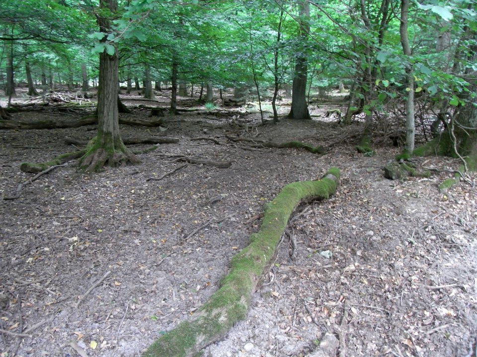 Holzbach 248483424 Nord ober Weg R0017964
