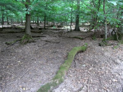 Holzbach 248483424 Nord ober Weg R0017964