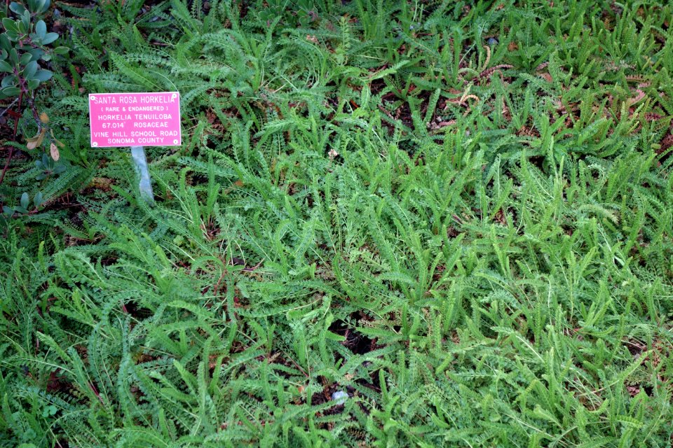 Horkelia tenuiloba - Regional Parks Botanic Garden, Berkeley, CA - DSC04386