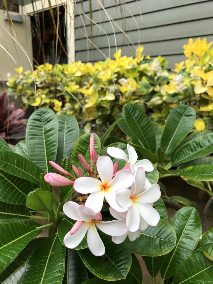 Hawaii flower floral
