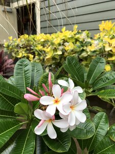 Hawaii flower floral photo