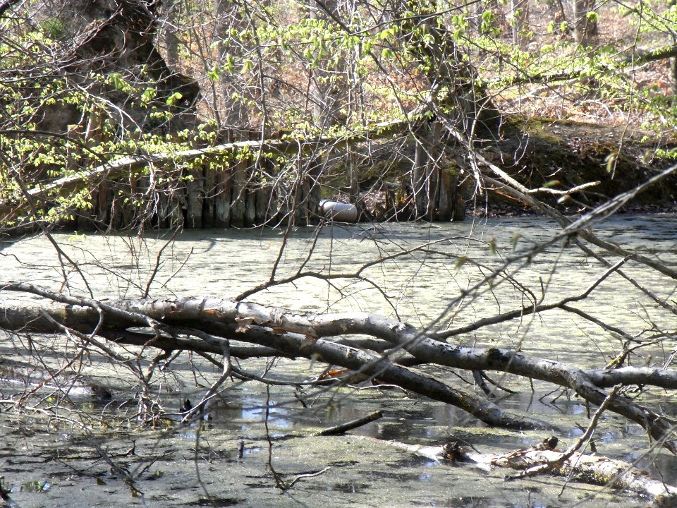 Holzbach letzter Teich Abfluss innen R0022140