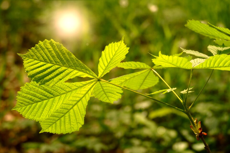 Nature plant growth