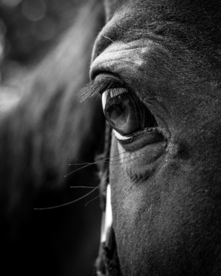 Animal portrait mare