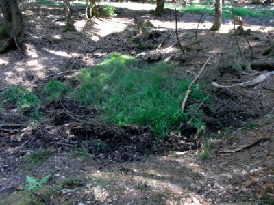 Holzbach ober Limes östlich Weg Quelle R0018244