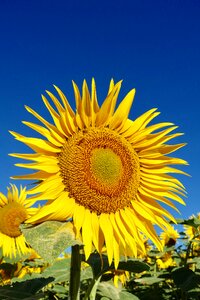 Nature flora summer