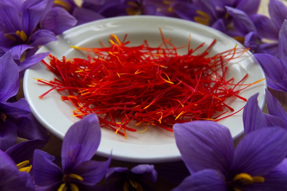 Pistils of saffron harvest flowers