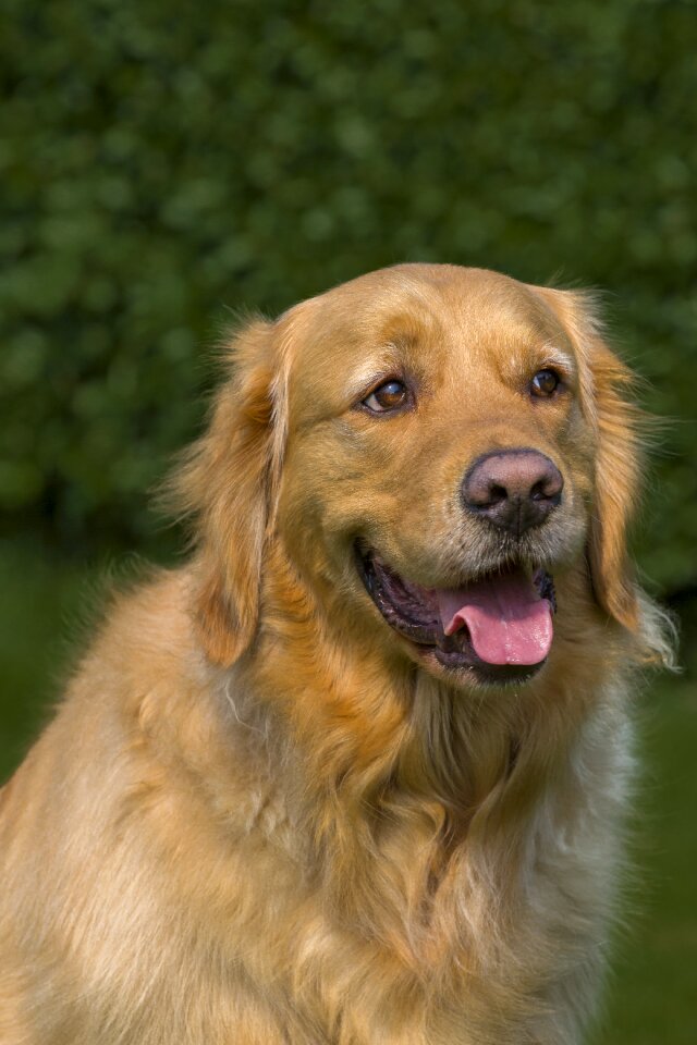 Mammal golden retriever portrait