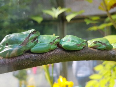 Frog stand in line nature