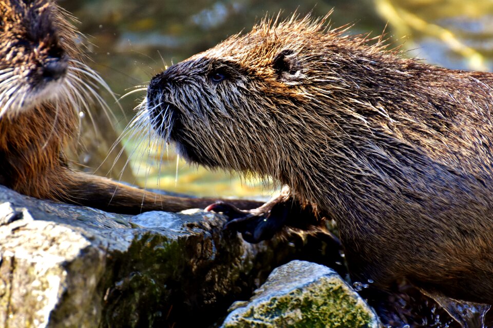 Splashing animal world animal