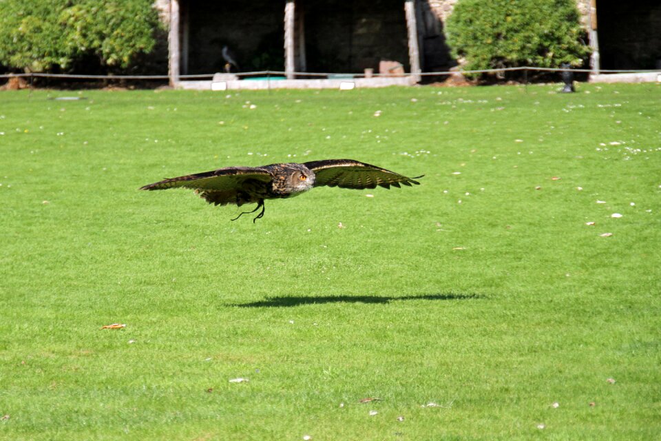 Wildlife trained fly