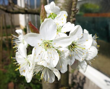Yellow plums white blossom spring