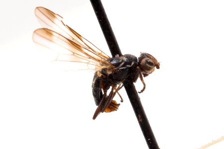 Homalocephala albitarsis, side