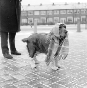 Honden, winter, kou, kleding, Bestanddeelnr 918-4703