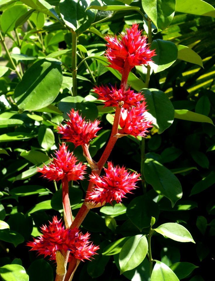 Hohenbergia stellata - Naples Botanical Garden - Naples, Florida - DSC09722