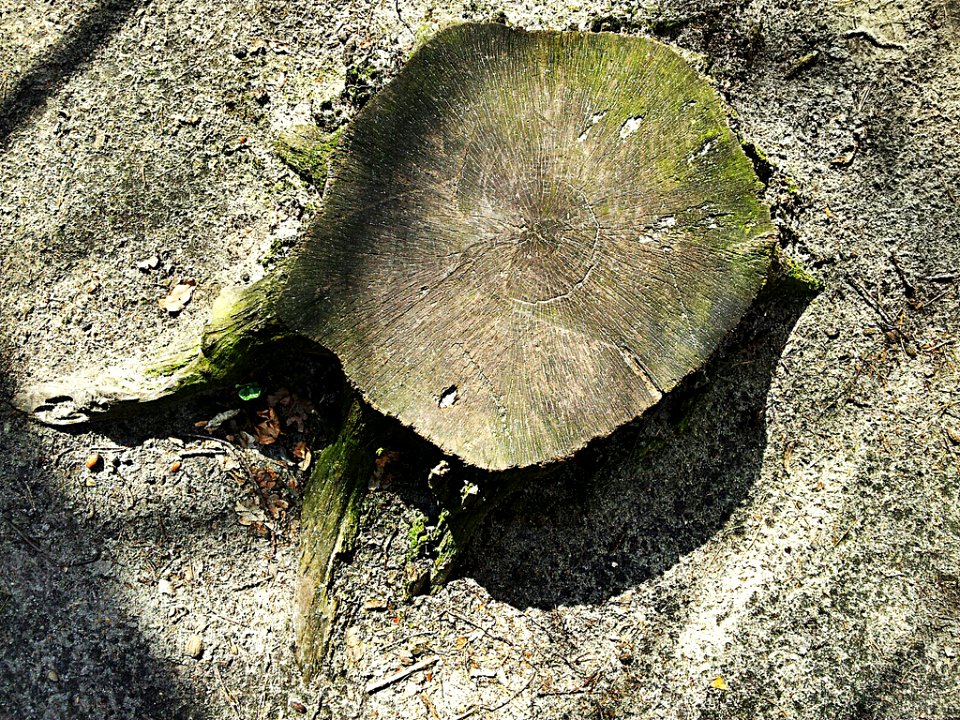 Holzstamm
