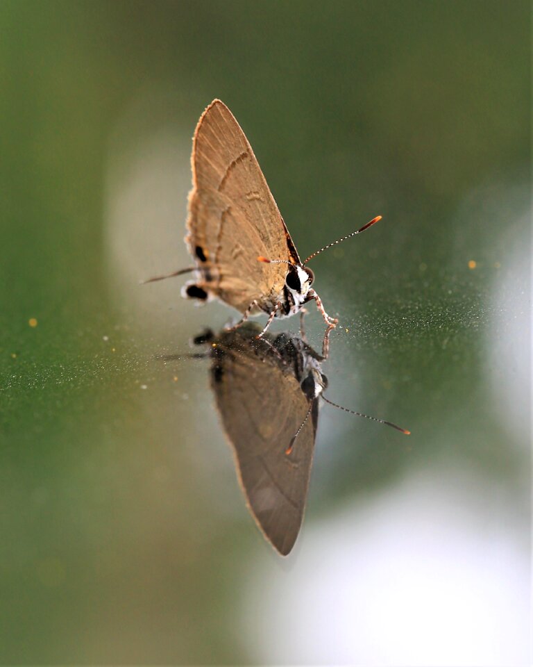 Wing nature reflection