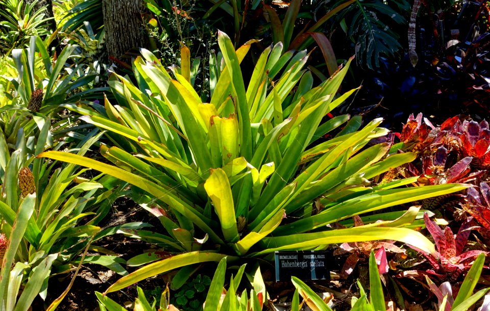Hohenbergia stellata - Marie Selby Botanical Gardens - Sarasota, Florida - DSC01686