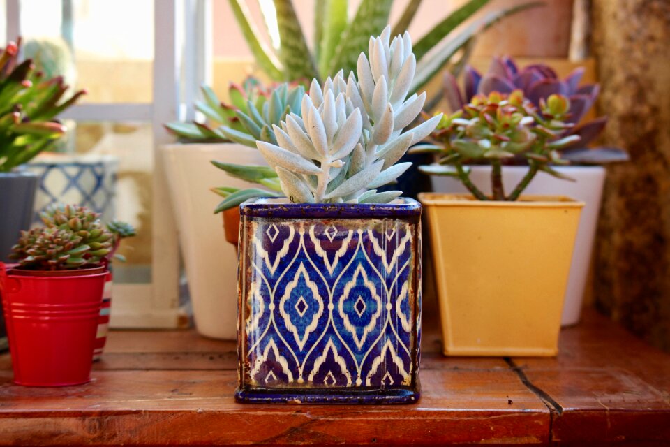 Vases coloured terrace nature
