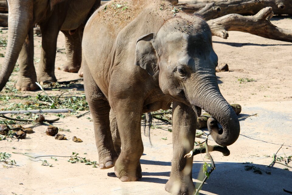 Mammal animal world animal