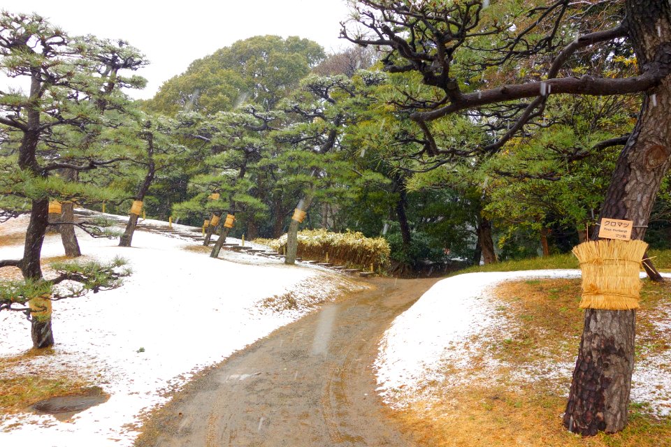 Hama-rikyū Garden in winter - Tokyo, Japan - DSC09547